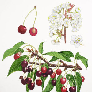 CILIEGIE - CILIEGIO SELVATICO - PRUNUS AVIUM - ROSACEAE - 1429