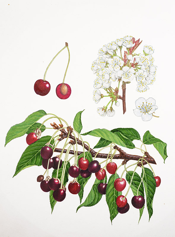 CILIEGIE - CILIEGIO SELVATICO - PRUNUS AVIUM - ROSACEAE - 1429