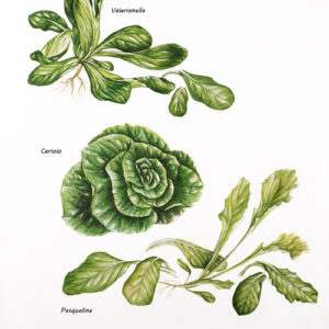TAVOLA VALERIANELLA CERIOLO PASQUALINA - 1430
