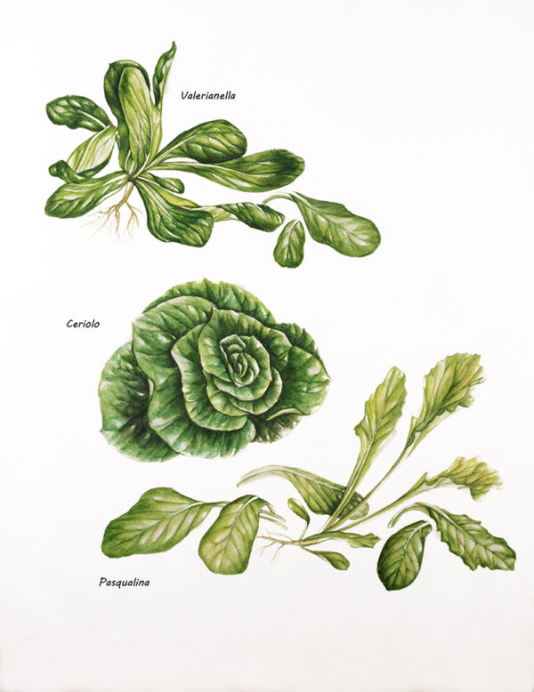 TAVOLA VALERIANELLA CERIOLO PASQUALINA - 1430