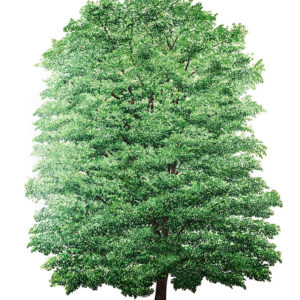 TIGLIO – TILIA PLATYPHYLLOS – TILIACEAE – 7220