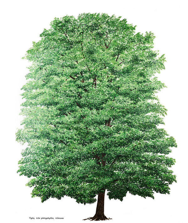 TIGLIO – TILIA PLATYPHYLLOS – TILIACEAE – 7220