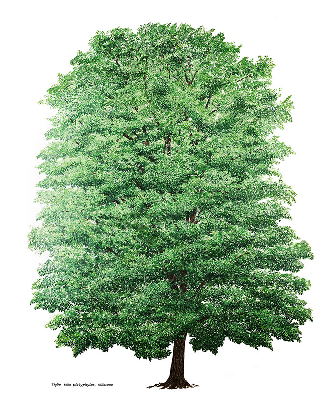 TIGLIO – TILIA PLATYPHYLLOS – TILIACEAE – 7220 - immagine 1