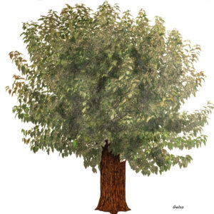 GELSO - MORUS ALBA - MORACEAE - 7233