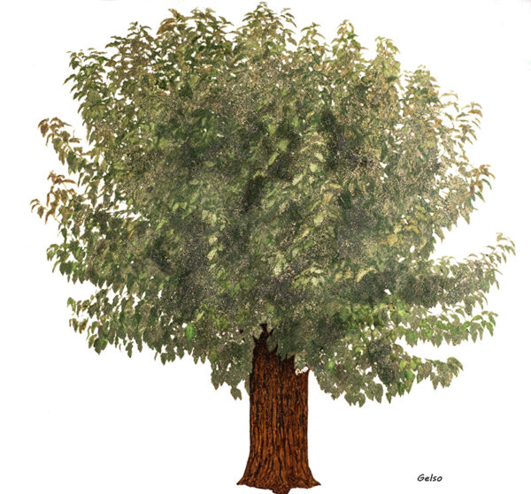 GELSO - MORUS ALBA - MORACEAE - 7233