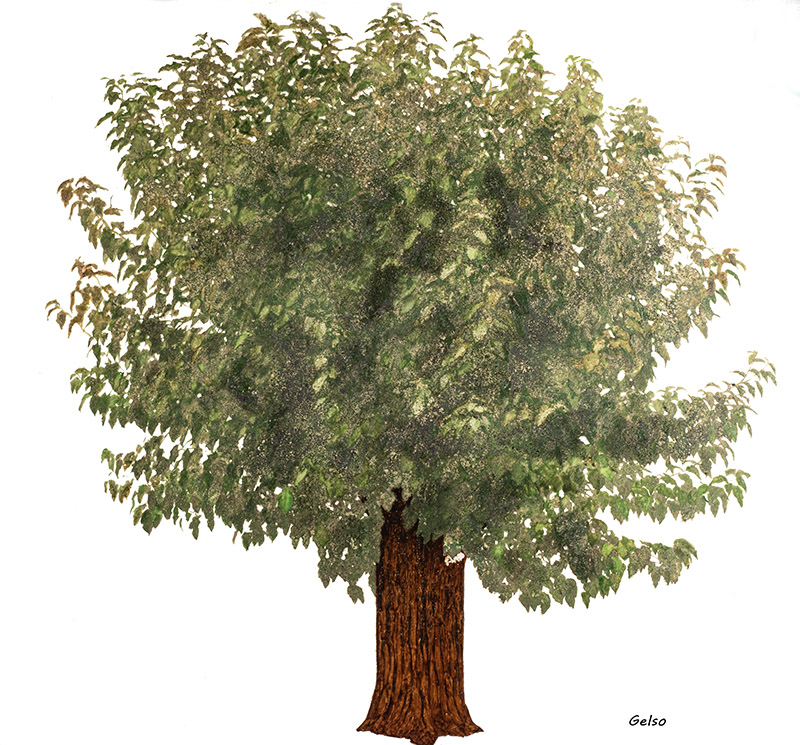 GELSO - MORUS ALBA - MORACEAE - 7233 - immagine 1