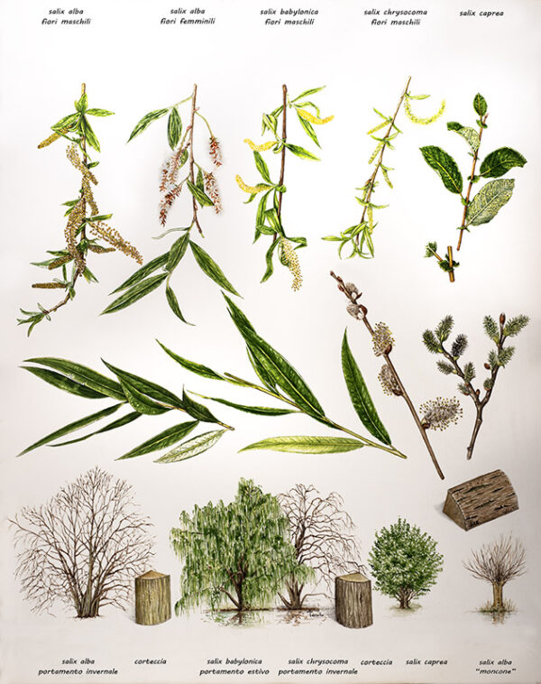 TAVOLA SALICI - PARTICOLARI - 7248