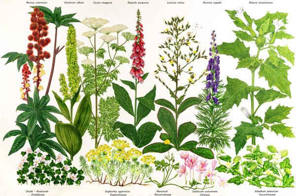 TAVOLA PIANTE E PIANTE VELENOSE - 7250