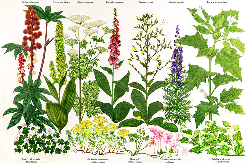 TAVOLA PIANTE E PIANTE VELENOSE - 7250 - immagine 1