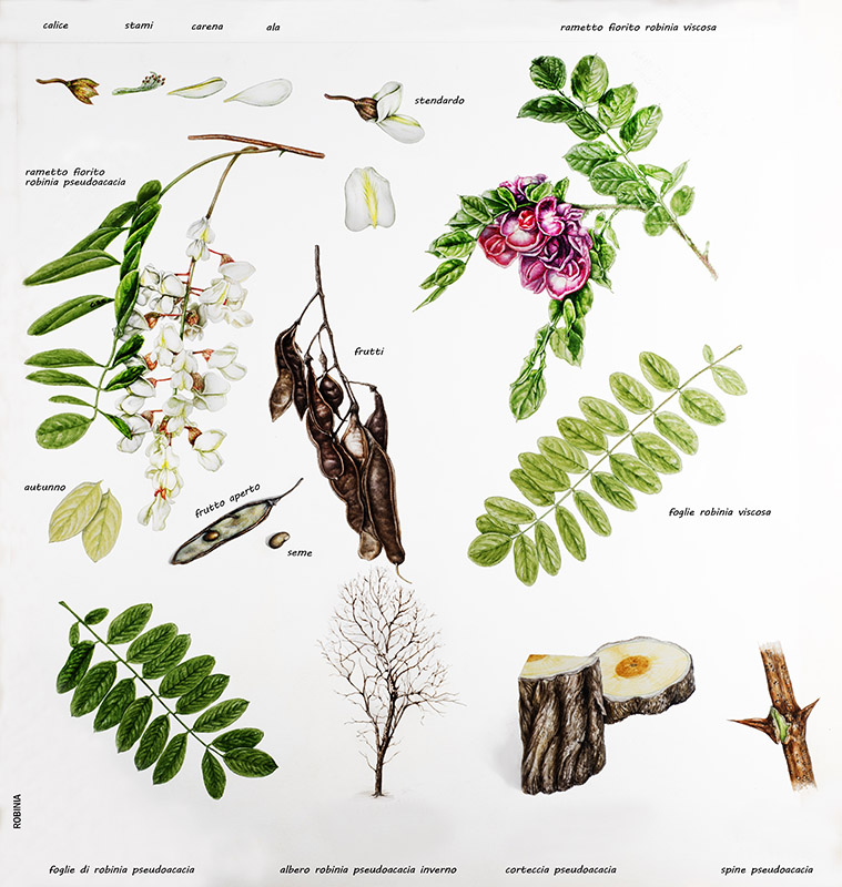 TAVOLA PARTICOLARI ROBINIA - FABACEAE - 7552 - immagine 1