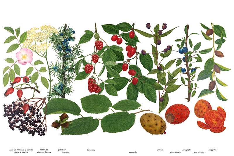 TAVOLA FRUTTI E BACCHE - 7255 - immagine 1