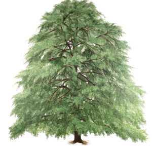 CEDRO DEODARA - CEDRUS DEODARA - PINACEAE - 7266