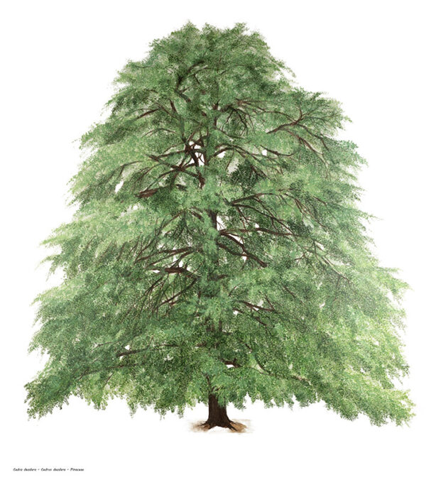 CEDRO DEODARA - CEDRUS DEODARA - PINACEAE - 7266