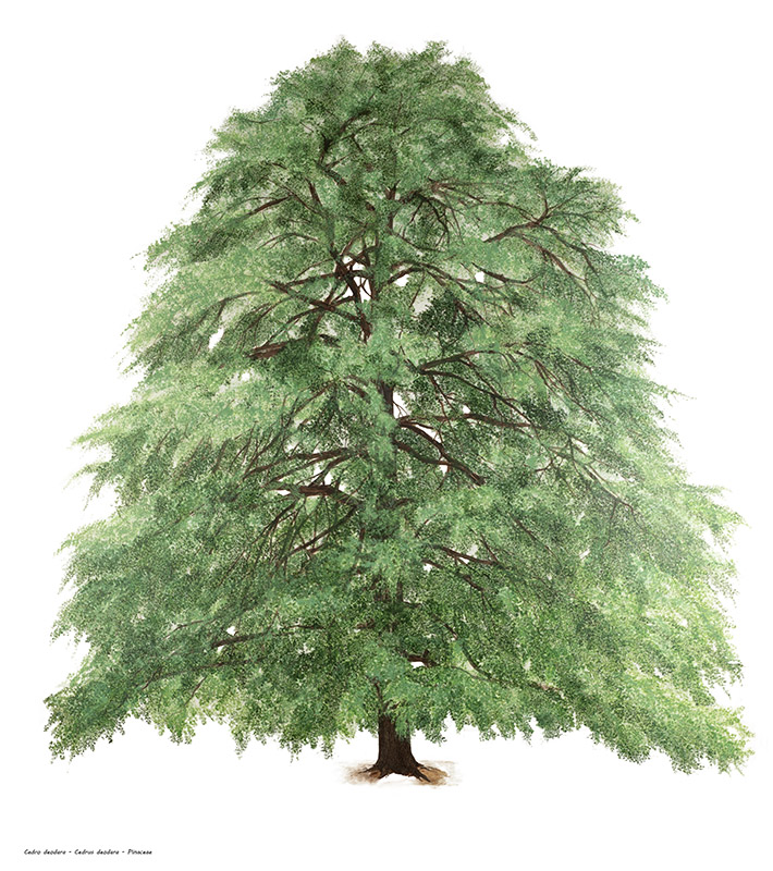 CEDRO DEODARA - CEDRUS DEODARA - PINACEAE - 7266 - immagine 1