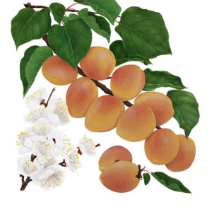 ALBICOCCHE - PRUNUS ARMENIACAN - ROSACEAE - 7282