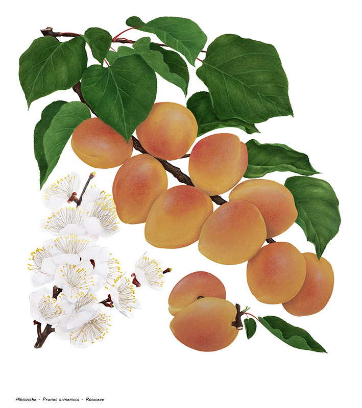 ALBICOCCHE - PRUNUS ARMENIACAN - ROSACEAE - 7282 - immagine 1