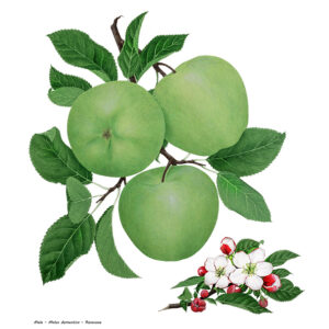 MELE - MALUS DOMESTICA - ROSACEAE - 7286