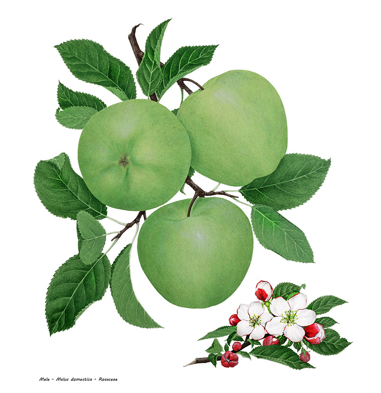 MELE - MALUS DOMESTICA - ROSACEAE - 7286 - immagine 1