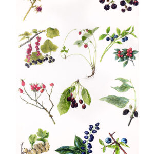 TAVOLA FRUTTI DI BOSCO E BACCHE - 7294