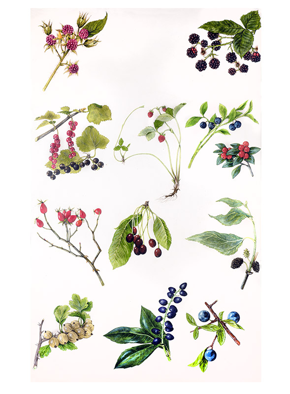 TAVOLA FRUTTI DI BOSCO E BACCHE - 7294