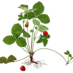 PIANTA DI FRAGOLE - PROPAGAZIONE - 7298