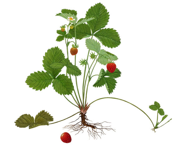 PIANTA DI FRAGOLE - PROPAGAZIONE - 7298