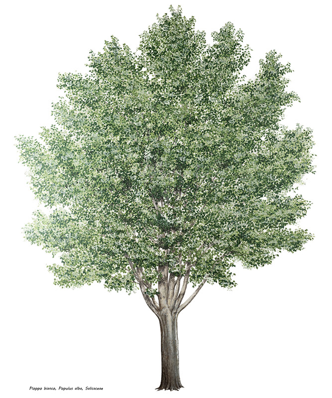 PIOPPO BIANCO, POPULUS ALBA, SALICACEAE - 7226 - immagine 1