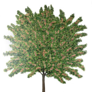 PESCO, PRUNUS PERSICA, ROSACEAE - 7222