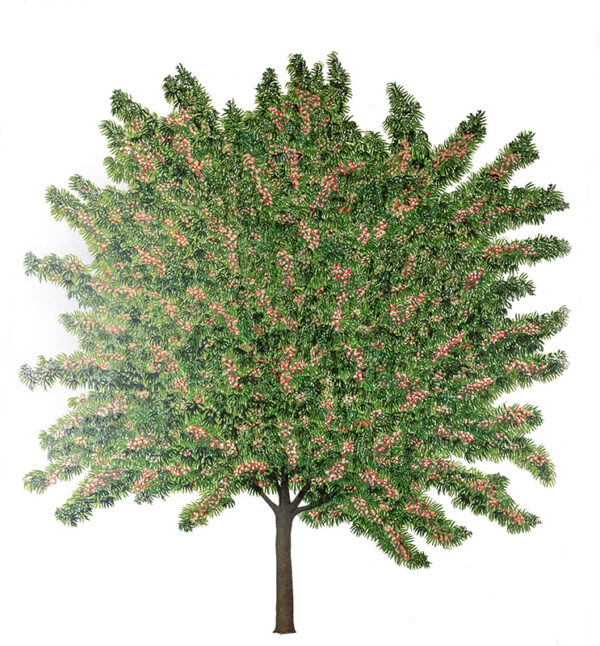 PESCO, PRUNUS PERSICA, ROSACEAE - 7222