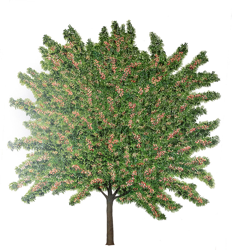 PESCO, PRUNUS PERSICA, ROSACEAE - 7222 - immagine 1