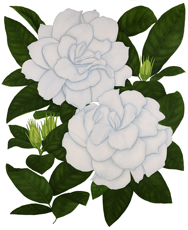 GARDENIA - RUBIACEAE - 7303 - immagine 1