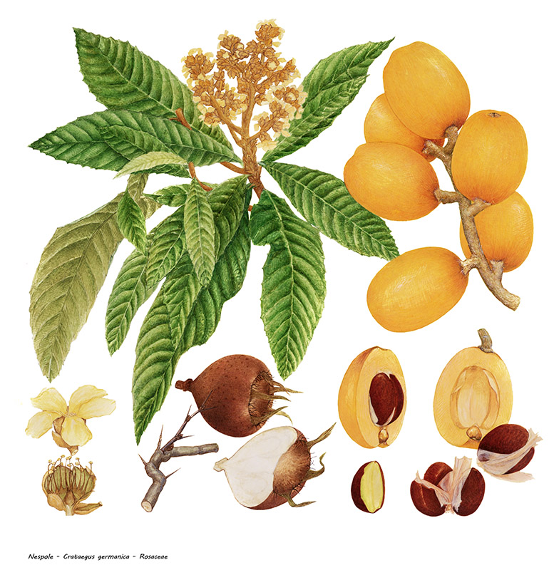 NESPOLE - CRATAEGUS GERMANICA - ROSACEAE - 9435 - immagine 1