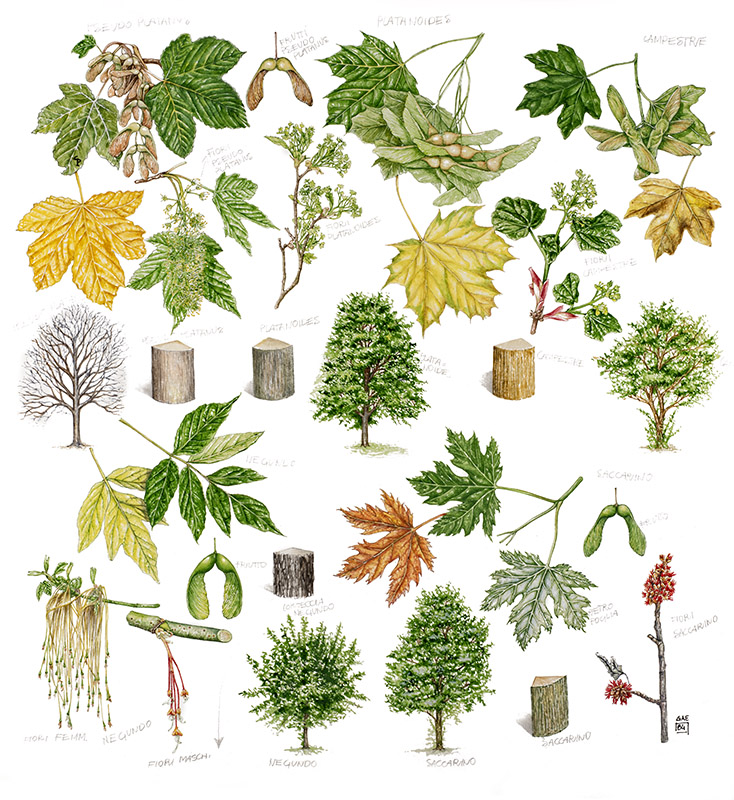 PARTICOLARI VARIETÀ ACERI - 9437 - immagine 1