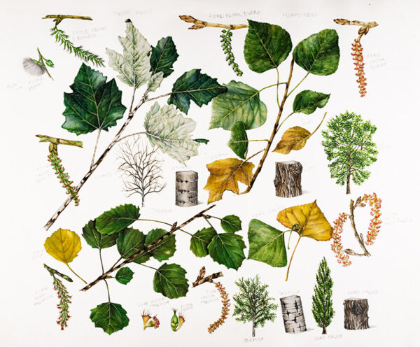 PARTICOLARI - POPULUS - SALICACEAE -  9438