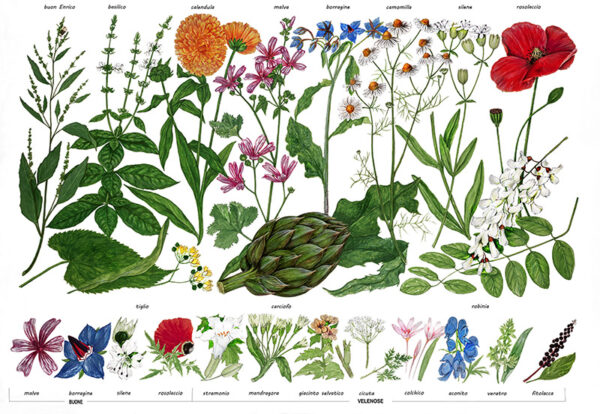 TAVOLA ERBE BUONE E VELENOSE - 7312