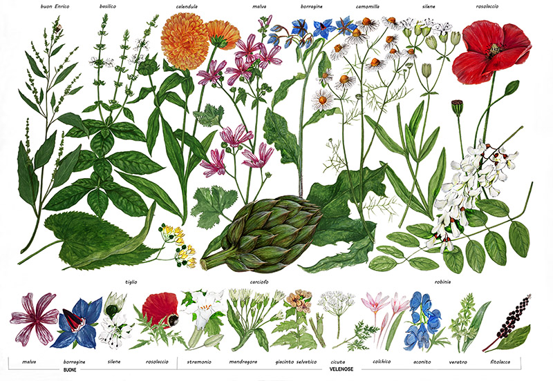 TAVOLA ERBE BUONE E VELENOSE - 7312 - immagine 1