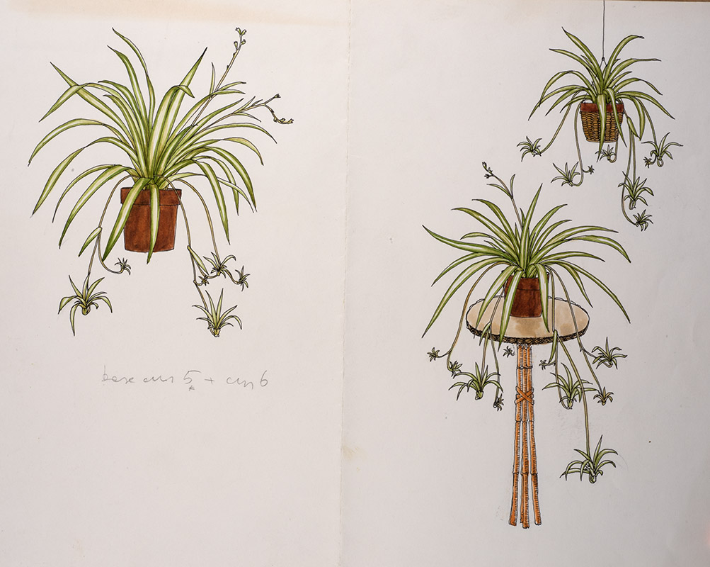 POSIZIONAMENTO PIANTA RICADENTE - 7314 - immagine 1