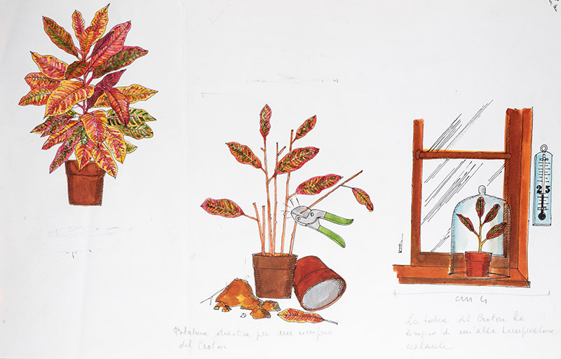 STEP - POTATURA CROTON - 7315 - immagine 1