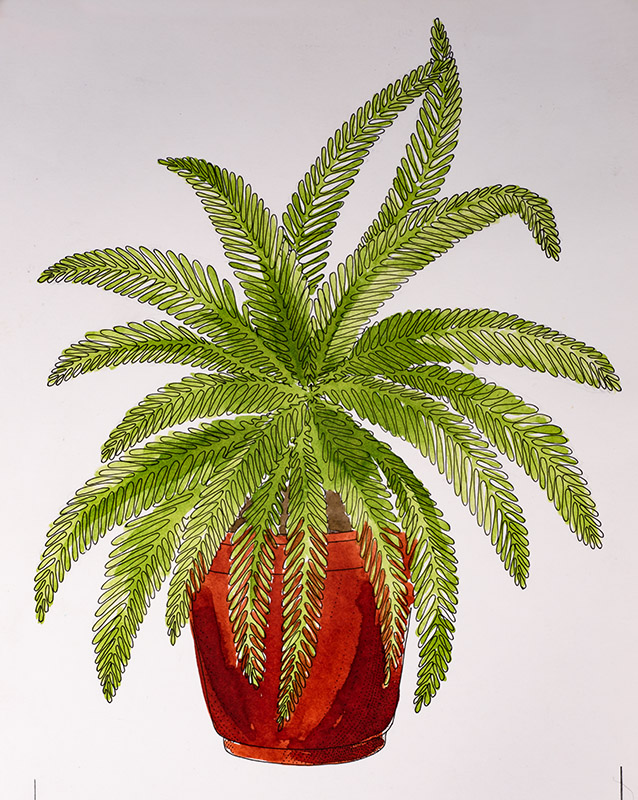 ILLUSTRAZIONE VASO FELCE - 7317 - immagine 1