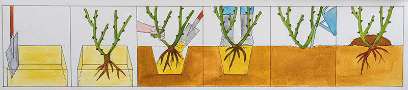 STEP PIANTARE ROSA - 7321 - immagine 1