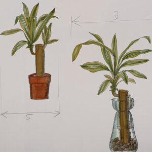 STEP YUCCA ELEPHANTIPES - 7234