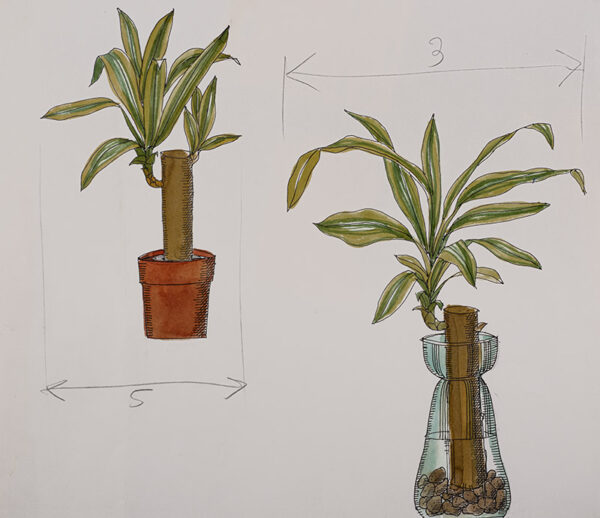 STEP YUCCA ELEPHANTIPES - 7234