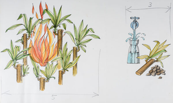 STEP YUCCA ELEPHANTIPES - 7235