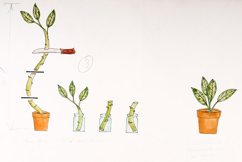 STEP DIFFENBACHIA - 7327 - immagine 1