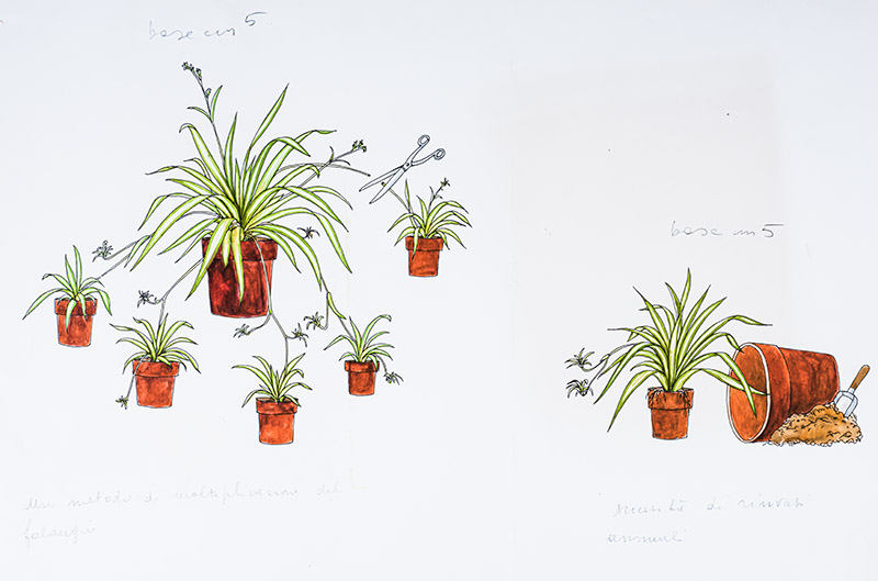 STEP MOLTIPLICAZIONE FALANGIO - 7329 - immagine 1