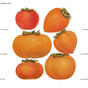 DIOSPYROS KAKI - 7331