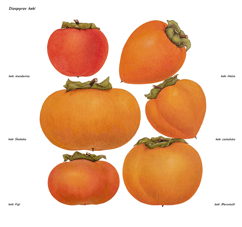 DIOSPYROS KAKI - 7331 - immagine 1
