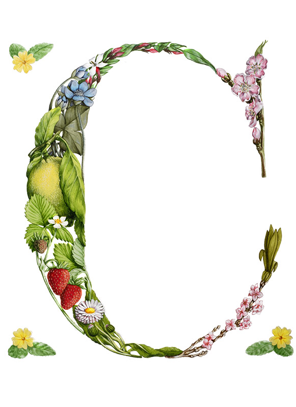 C CAPOLETTERA FIORI E FRUTTA - 7336