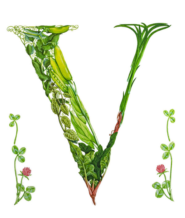 V CAPOLETTERA - 7337