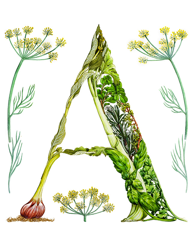 A CAPOLETTERA ERBE AROMATICHE - 7339 - immagine 1